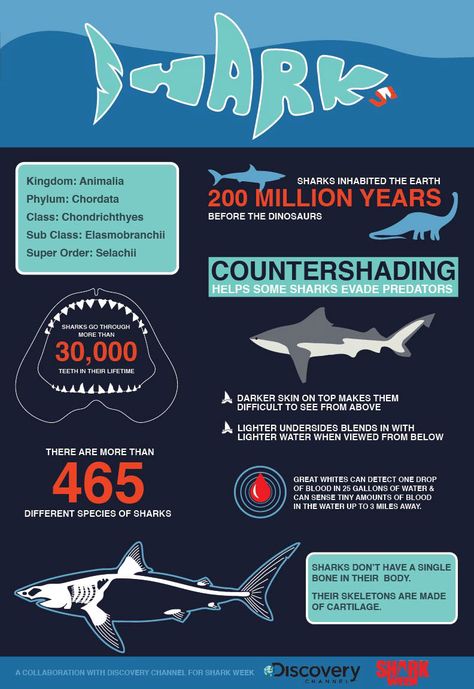 Shark Infographic on Behance Sharks Infographic, Shark Infographic, Sharks Poster, Fun Facts About Sharks, Facts About Sharks, Shark Information, Oceanography Marine Biology, Shark Poster, Infographic Examples