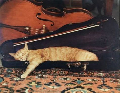 Artwork by Louis Condax, Cat asleep in violin case, Made of Dye-transfer print Cat Asleep, Violin Photography, Violin Practice, Violin Case, Classical Musicians, Music Aesthetic, Music Humor, Silly Cats, Classical Music