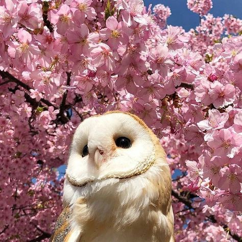 Purple Owl Aesthetic, Barn Owl Aesthetic, Cutest Animals On Earth, Cute Owls, Barn Owls, Secret Life Of Pets, Owl Pictures, Most Beautiful Animals, Pretty Animals