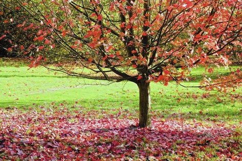 'Allergy-Fighting Garden' plants solutions for those with allergies, asthma - Chicago Tribune October Glory Maple Tree, October Glory Maple, Red Sunset Maple, Common Garden Plants, Acer Rubrum, Red Maple Tree, Red Sunset, Red Maple, Cedar Trees