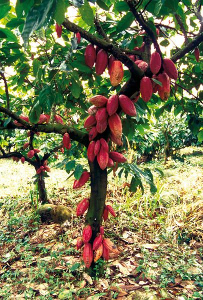 Cocoa Plant, Cacao Fruit, Tropical Food, Happy Birthday Greetings Friends, Food Forest, Farm Design, Chocolate Packaging, Theobroma Cacao, Exotic Fruit