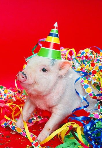 Bday pig Quotes About Being Yourself, Pigs In Mud Cake, Happy Birthday Pig, Birthday Pig, Baby Piglet, Baby Piglets, Pig Pictures, Pig Wallpaper, Small Pigs