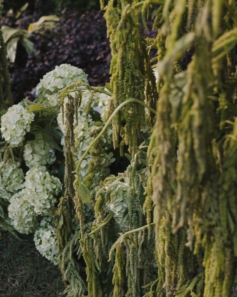 Elegant white hydrangeas paired with cascading green amaranthus creating a luxurious garden-inspired floral design White Hydrangea Arrangements, Amaranthus Wedding, Wedding Flowers Elegant, Botanical Wedding Decor, White Hydrangea Centerpieces, Hydrangea Centerpieces, Bridal Bouquet Styles, Garden Style Wedding, High End Wedding