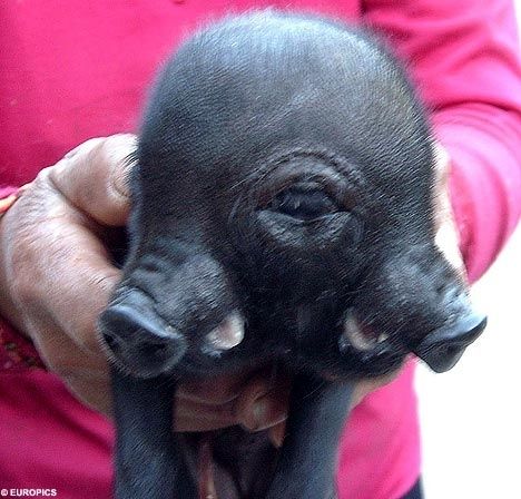 Cyclops, the two-headed/one-eyed pig | 11 Amazing Two-Headed Animals Deformed Animals, Weird Looking Animals, Bizarre Animals, Creepy Animals, Human Oddities, Two Heads, Interesting Animals, Unusual Animals, Rare Animals