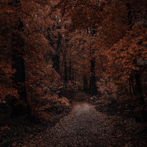 Naturecore Aesthetic, Moody Autumn, Forest Falls, Brown Image, Autumn Walk, Autumn Magic, Dark Autumn, Dark City, Forest Road