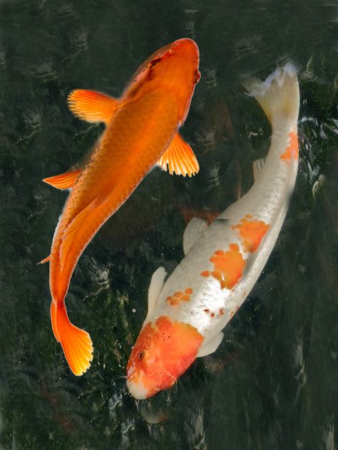 Koi Fish Icon, Orange Koi Fish, Red Carp, Orange Koi, Ikan Air Tawar, Koi Painting, Koi Fish Drawing, Fish Icon, Koi Art