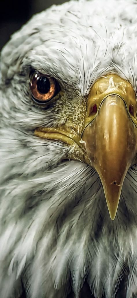 Wild Wallpaper, Wild Animal Wallpaper, Iphone Wallpaper Hd, Eagle Drawing, Eagle Images, Eagle Painting, Eagle Wallpaper, Eagle Pictures, Eagle Art