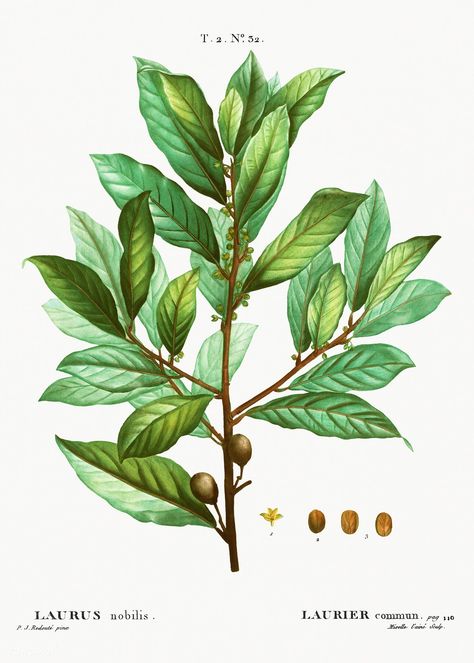 Bay laurel (Laurus nobilis) from Traité des Arbres et Arbustes que l’oncultive en France en pleine terre (1801–1819) by Pierre-Joseph Redouté. Original from the New York Public Library. Digitally enhanced by rawpixel. | free image by rawpixel.com / New York Public Library (Source) Laurel Plant, Bay Laurel Tree, Bay Laurel, Laurel Tree, Herb Prints, Laurus Nobilis, Leaf Clipart, Dining Room Wall Art, Plant Vector