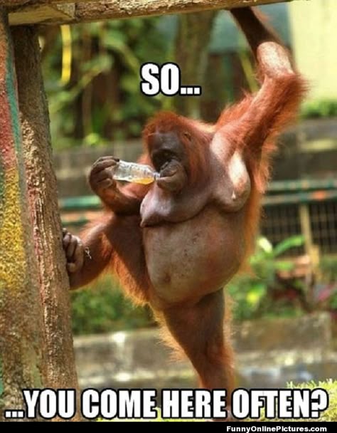 Funny Orangutan posing like he is picking up a girl at a bar Saturday Memes, Humor Animal, Animal Captions, Cesar Millan, E Mc2, Monkeys Funny, Funny Animal Memes, Picture Captions, E Card