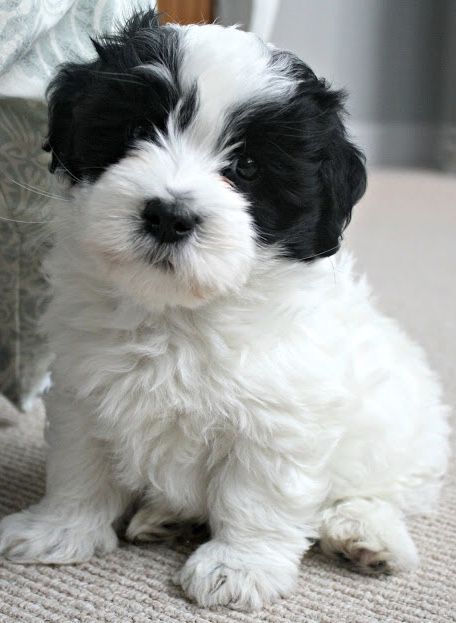 Cotton De Tulear, Cute Tiny Dogs, Coton De Tulear Puppy, Coton De Tulear Dogs, Havanese Puppies For Sale, Puppies Near Me, Havanese Puppies, Coton De Tulear, Shih Tzu Puppy