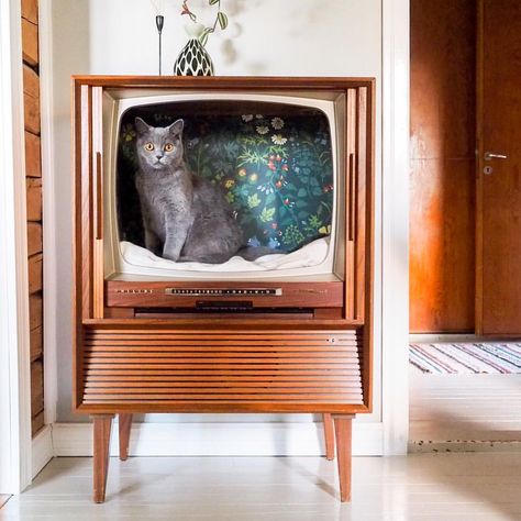 Turn a vintage television into a cute pet bed! DIY car house with vintage vibes. Cat Condo, Space Cat, Vintage Tv, Cat Room, Cat Diy, Old Tv, Cat Care, Pet Furniture, Cat Furniture