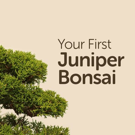 Juniper Bonsai Tree, Bonsai Tree Types, Bonsai Care, Bonsai Tree Care, Bonsai Techniques, Indoor Bonsai Tree, Bonsai Soil, Juniper Bonsai, Mini Bonsai