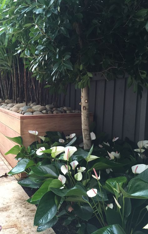 Anthurium 'White Heart' underplanting Ficus hilli. Anthony Wyer + Associates, Double Bay Ficus Hedge, Rhapis Excelsa, Rainforest Garden, Planting Layout, Pool Landscape Design, Patio Planters, Garden Makeover, Garden Show, Garden Landscape Design