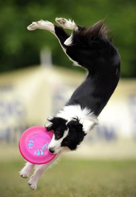 Douglas Dog, Dog Types, Dog Frisbee, Dynamic Pose, Animal Tracks, Love My Dog, Border Collie Dog, Border Collies, Collie Dog