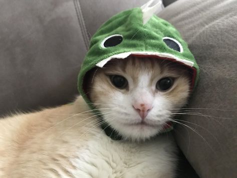 Bought him a dinosaur hat a few weeks ago. Here he is wearing it. Cute Cats Wearing Hats, Pfp Dinosaur, Dinosaur Pfp, Dino Pfp, Cat Dinosaur, Dino Wallpaper, Dino Costume, Penguin Hat, Dinosaur Hat