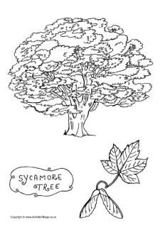 Tree Colouring, Tree Leaf Identification, Tree Line Drawing, Tree Coloring, Sycamore Tree, Tree Coloring Page, Ash Tree, Colouring Page, Beech Tree