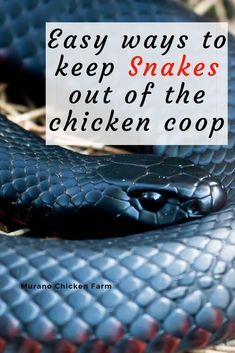 Protect Chickens From Predators, What Do Chickens Need In A Coop, Safe Chicken Coop Ideas, Chicken Coop Fence Ideas, How To Make A Chicken Coop, Chicken Care Backyard, Chicken Yard Ideas, Chicken Coop Ideas Backyard, Simple Chicken Coop Diy