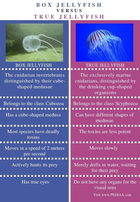 What is the Difference Between Box Jellyfish and True Jellyfish Check more at https://in4arts.com/what-is-the-difference-between-box-jellyfish-and-true-jellyfish.html Jellyfish Facts, Box Jellyfish, Sea Slug, What Is The Difference Between, Slug, World Building, Jellyfish, 3d Art, Under The Sea