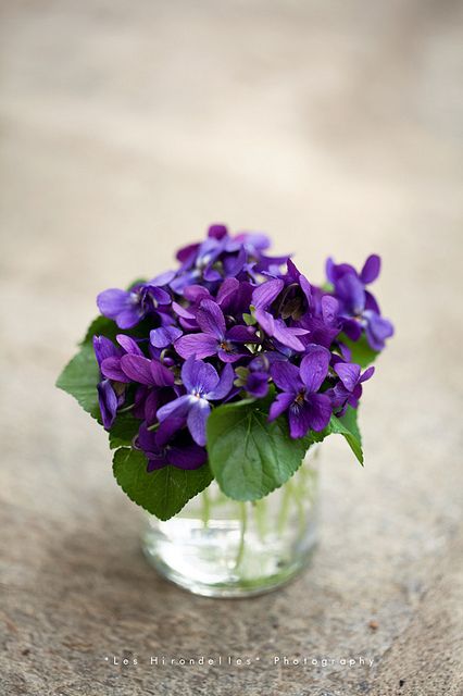 Violets Bouquet, Sweet Violets, Flowers Arrangements, Have Inspiration, Garden Terrarium, Violet Flower, African Violets, Bunch Of Flowers, Lavender Flowers