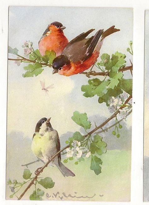 Catherine Klein, 수채화 그림, Bird Tree, Illustration Vintage, Bird Pictures, Bird Illustration, Watercolor Bird, Vintage Birds, Vintage Postcard