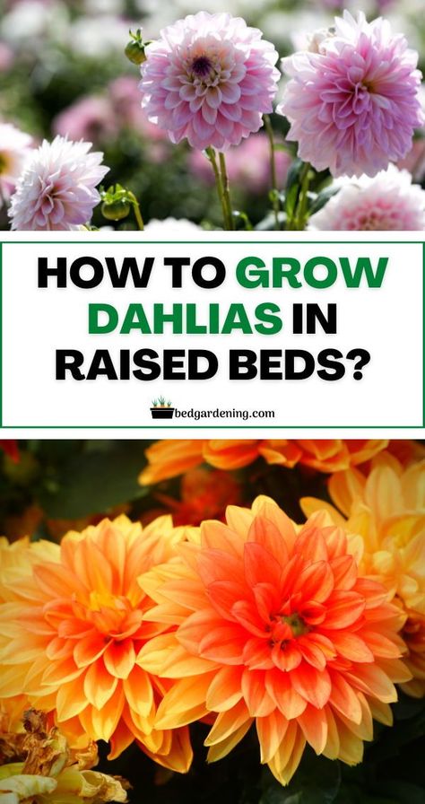 Dahlia Raised Bed, Raised Dahlia Bed, Dahlias In Raised Beds, Dahlia Flower Bed Ideas, Cut Flowers In Raised Beds, Dahlia Bed Ideas, Dahlia Planter Ideas, Dahlia Flower Bed, Dahlia Beds