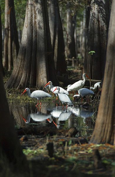 Pure Florida! Photo by Jesse Reeder Florida Birds, Coastal Ideas, Creek Photography, Florida Wildlife, Florida Everglades, Florida Holiday, Bird Identification, Everglades Florida, Places In Florida