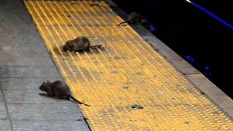 City Rats, Dry Ice, Restaurant New York, City That Never Sleeps, Nbc News, Rodents, Job Posting, Exotic Pets, Rats