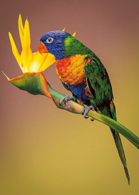 A Rainbow Lorikeet parrot perched on a bird of paradise flower. The Rainbow Lorikeet gets its name from its bright, multi-coloured plumage. Both sexes have similar colours and bright orange beaks and red eyes It is a species of parrot found in Australia. It is common along the eastern seaboard, from northern Queensland to South Australia. Its habitat is rainforest, coastal bush and woodland areas but also familiar in suburban areas. Archival pigment print on smooth matt Hahnemühle Photo Rag 308 Bird Of Paradise Flower, Rainbow Lorikeet, Birds Of Australia, Vintage Parrot, Parrot Perch, Birds Of Paradise Flower, Australian Birds, Fine Art Photography Print, Bird Of Paradise