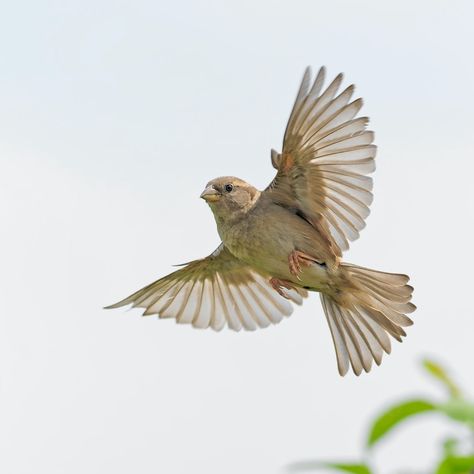 Thanks to Jacques LE HENAFF for making this photo available freely on @unsplash 🎁 Sparrow Pictures, Dove Images, Pigeon Pictures, Dove Pictures, Bird Stand, Brown Bird, Background Images Hd, Wildlife Photos, Outdoor Photos