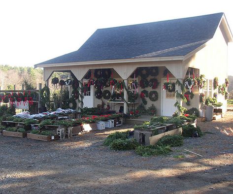 Home - Greenwood Tree Farm Christmas Tree Farm Ideas, Tree Farm Decor, Christmas Tree Guide, Christmas Tree Farms, Prefab Barns, Christmas Tree Store, Christmas Tree Lots, Farm Christmas, Warm Apple Cider