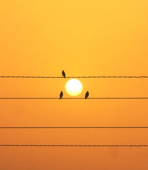 Birds Sitting On A Wire, Silhouette Of Birds, Sun Photos, Sialkot Pakistan, Birds Sitting, Sun Photo, Bird Silhouette, Art Ideas, Pakistan