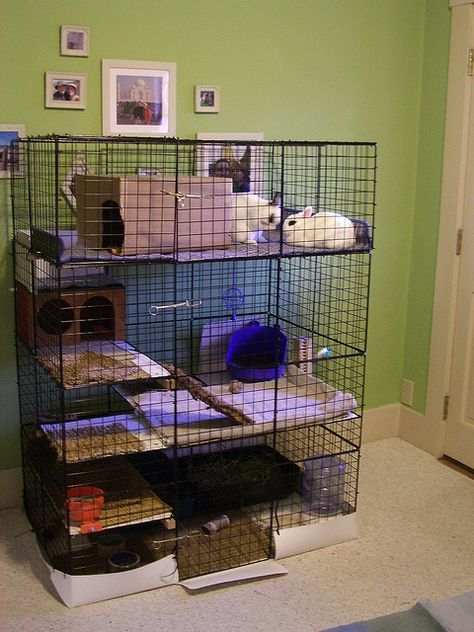 I am starting this for Winnie.. use organizer cubes as walls for a rabbit habitat. Hold walls together and carpet/grass to the floor with zip ties. Use a shower liner around the bottom to protect flooring. Tapsi Hapsi, Diy Bunny Cage, Diy Rabbit Cage, Rabbit Habitat, Bunny Hutch, Bunny Room, Pet Bunny Rabbits, Indoor Rabbit, Mini Lop