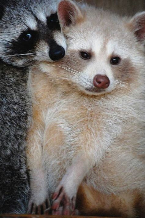 Racoons. One is a normal masked color, the other one is a blonde raccoon (rare). Raccoon Albino, Blonde Raccoon, Albino Raccoon, Raccoon Couple, White Raccoon, Wildlife Rescue, Albino Animals, Cute Raccoon, Nice Picture