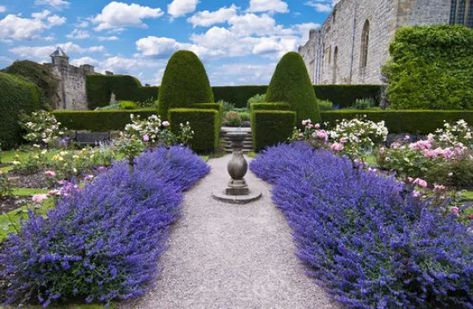 Finally, A ‘Phenomenal’ Lavender That Looks Good All Winter - Here By Design Phenomenal Lavender, Garden Bushes, Plant Lavender, Lavender Hedge, Lavender Varieties, Formal Garden Design, Long Flowers, Lavender Garden, Formal Garden