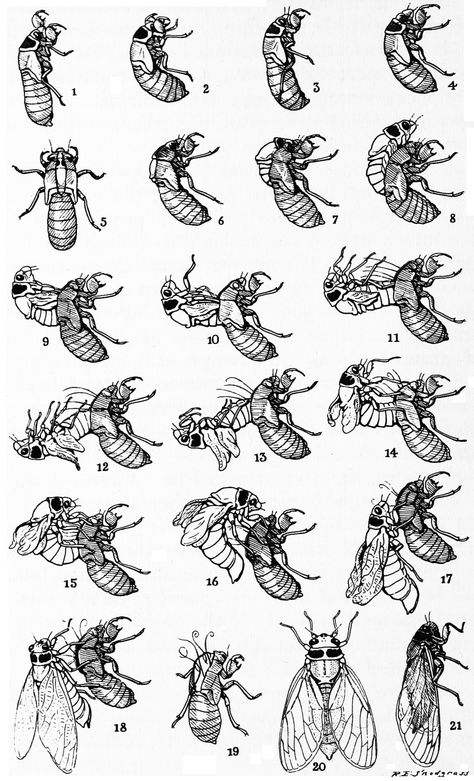 Periodical cicadas - Wikipedia Periodical Cicada, Cicada Art, Cicada Tattoo, Bug Tattoo, Bug Art, Beautiful Bugs, Insect Art, Scientific Illustration, Arte Sketchbook