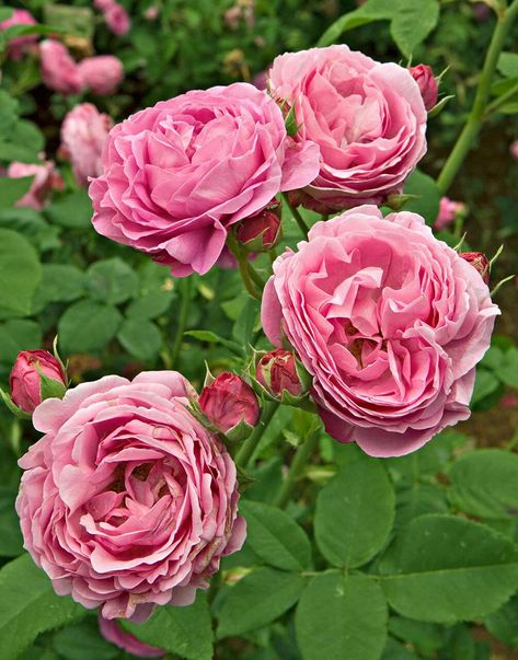 louise-odier-rose-8e1f91b2 How To Trim Roses, Roses Climbing, Rose Tiffany, Fragrant Roses, Gardening Landscaping, Fragrant Garden, Gladioli, Rose Varieties, Landscaping Garden