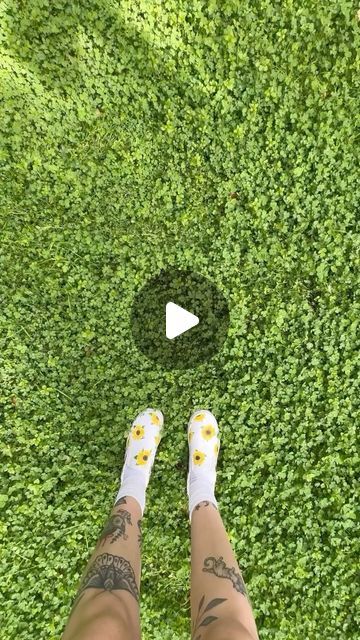 Angelina & Skyler on Instagram: "Time for a clover lawn update! (And no hate to this other creator, it’s okay to have different opinions 😅💚) #clover #cloverlawn #lawn #landscape #ecofriendly #sustainable #garden #backyard" Clover In Garden, Clover Yard Lawn, Clover Lawn Ideas, White Clover Lawn, Clover Yard, Clover Lawns, Clover Garden, Clover Lawn, Different Opinions