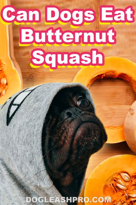 Can Dogs Eat Butternut Squash? Butternut Squash For Dogs, Butternut Squash Dog Treats, Butternut Squash Oven, Squash In Oven, Butternut Recipes, Frozen Butternut Squash, Chicken And Butternut Squash, Chicken For Dogs, Butternut Squash Recipes