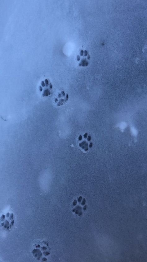 Paw Wallpaper, Aesthetic Tumblr, Cat Icon, Winter Scenery, Winter Pictures, Cat Aesthetic, Winter Aesthetic, Print Wallpaper, Paw Prints