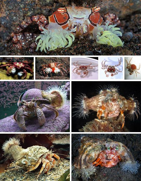 SYMBIOSIS: crabs attaching poisonous sea anemones to their backs for defense, while anemones get access to more food atop a moving crab Science Pictures, Life Science Activities, Sea Anemones, Animal Adaptations, 7th Grade Science, Hermit Crabs, Food Chains, Sea Anemone, Seven Seas