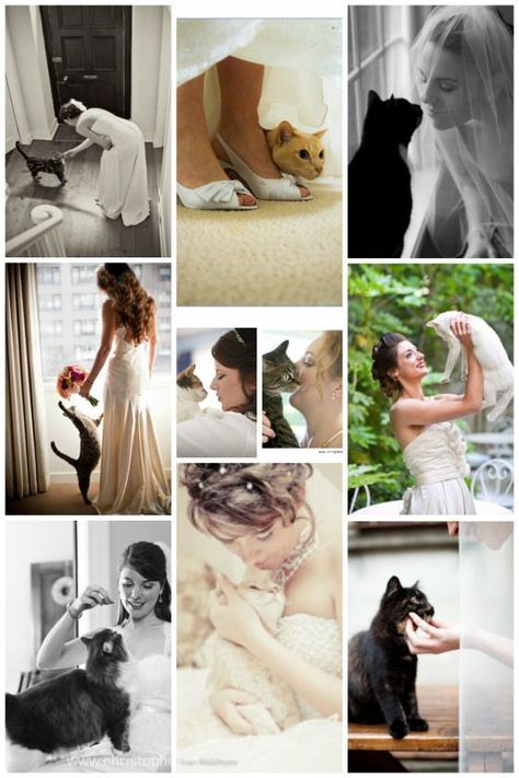 For my little Silly. I don't think he'd put up with this though! Cat Wedding, Organza Wedding, Wedding Pets, Ideal Wedding, Wedding Moments, Wedding Pics, Here Comes The Bride, Trendy Wedding, Wedding Dress Styles