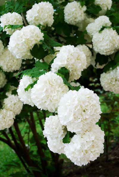 kalina Snowball Bush, Snowball Viburnum, Viburnum Opulus, Monrovia Plants, Southern Garden, Plant Catalogs, Garden Shrubs, Garden Pathway, Flowering Shrubs