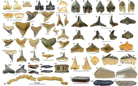 Shark Teeth Identification, Shark Tooth Display, Teeth Types, Tiny Baby Animals, Picture Journal, Shell Tray, Seashell Display, Sharks Tooth, Types Of Sharks