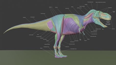 by @Sketchy_raptor on Twitter Dinosaur Images, Modern Birds, Anatomy For Artists, Paleo Art, Extinct Animals, Dinosaur Art, Prehistoric Creatures, Anatomy Drawing, Scientific Illustration