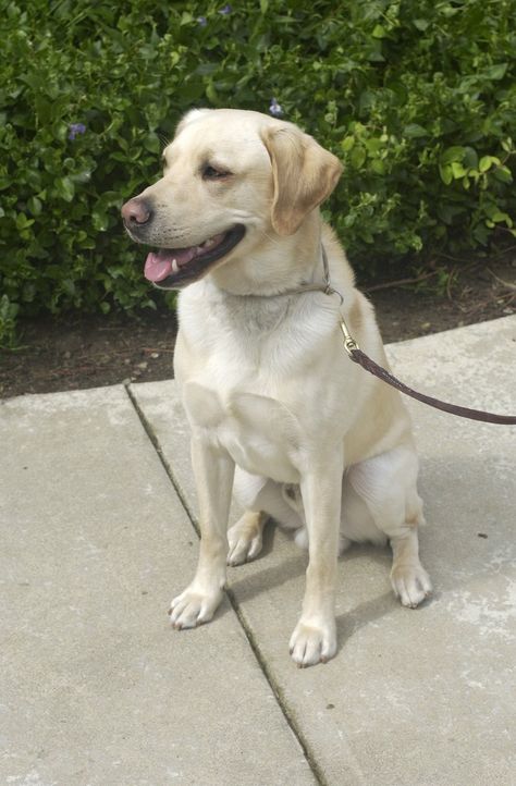 female yellow Labrador Retriever Yellow Labrador Retriever, Yellow Labrador, Labrador Retriever, Labrador, Yellow, Dogs, Animals