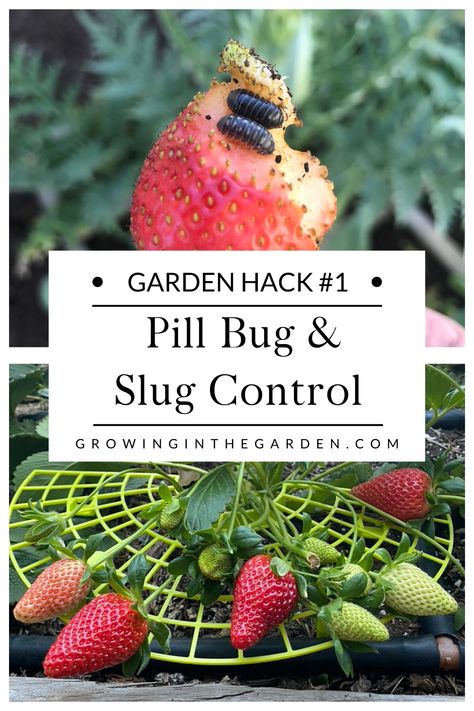 Rollie-pollies, pill bugs, potato bugs (or whatever you call them), and slugs love eating homegrown strawberries almost as much as I do. Although trapping these bugs can be an effective way to control their numbers, that doesn’t always keep the strawberries safe. Getting the fruit up off the ground keeps them away from these hungry bugs. Strawberry Pests Control, Keeping Strawberries Off The Ground, Slug Control, Growing Berries, Pill Bugs, Potato Bugs, Getting Rid Of Slugs, Diy Bug Spray, Pill Bug