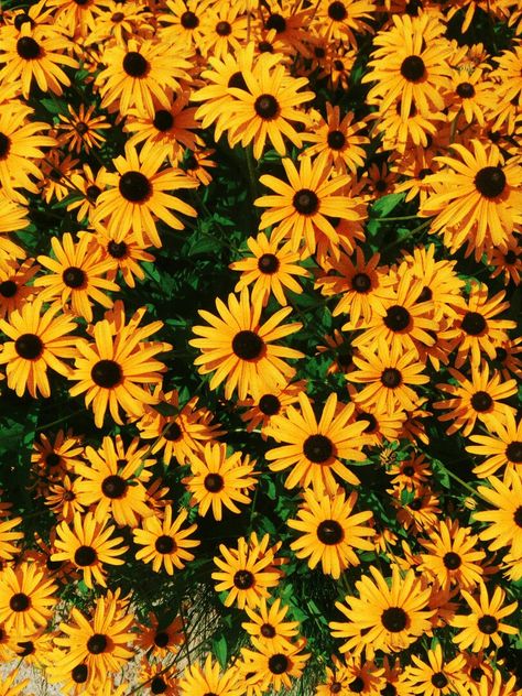 Yellow Nature Wallpaper, Yellow Prints, Beautiful Yellow Flowers, Black Eyed Susans, 3 Wallpaper, Yellow Nature, Wallpaper Beautiful, Flower Yellow, Sunflower Wallpaper