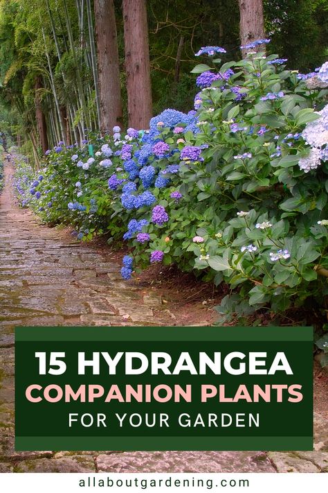 Knowing which companion plant to choose can be a bit tricky, depending on the plant. In this article, our gardening expert and hydrangea enthusiast will go through her favorite companion plants for hydrangeas. Come take a look! Rhododendron Companion Plants, Flower Beds With Hydrangeas, Companion Plants For Hydrangeas, Bobo Hydrangea Companion Plants, Limelight Hydrangea Companion Plants, Anabelle Hydrangea, Landscaping With Hydrangeas, What To Plant With Hydrangeas, Deer Repellant Plants