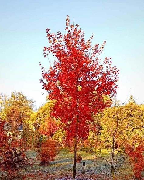 October Glory Maple Tree, October Glory Maple, Maple Tree Landscape, Tree Transplanting, How To Grow Lemon, Shade Loving Perennials, Tree Canopy, Fast Growing Trees, Beautiful Yards