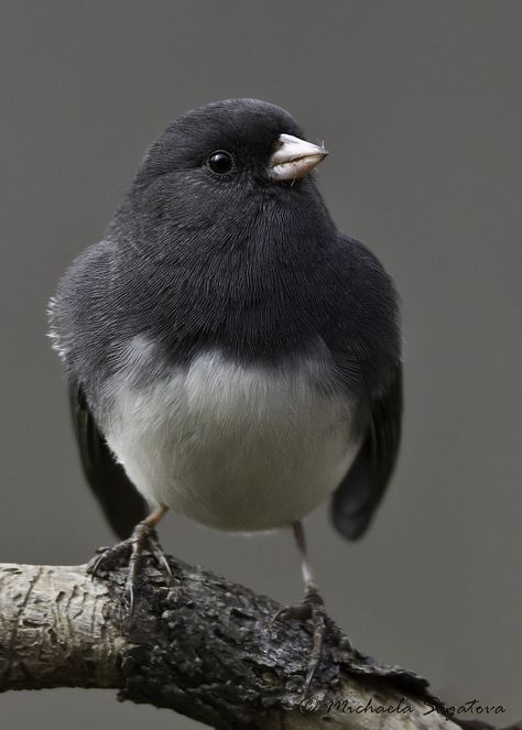 Junco de ojos oscuros Black Eyed Junco, Junco Bird, Dark Eyed Junco Bird, Eurasian Blackbird, Eye Black, Birdy, Beautiful Cats, Birds, Animals